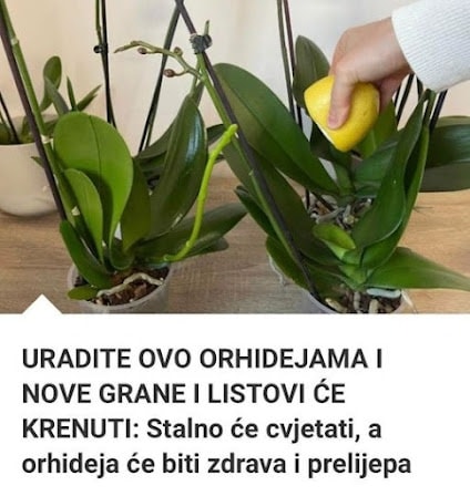 Vaša orhideja će procvjetati kao nikad nakon ovog trika – Evo šta trebate uraditi! - featured image