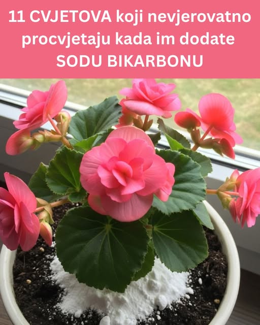 Soda bikarbona – Tajna pomoć za bujno cvjetanje 11 biljaka - featured image