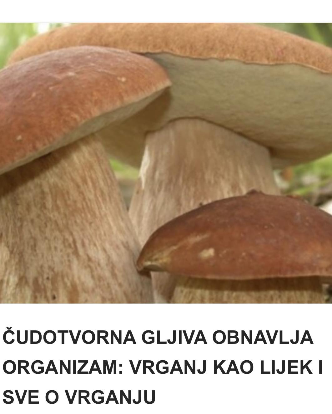 ČUDOTVORNA GLJIVA OBNAVLJA ORGANIZAM: VRGANJ KAO LIJEK I SVE O VRGANJU - featured image