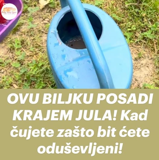 OVU BILJKU POSADI KRAJEM JULA! Kad čujete zašto bit ćete oduševljeni! - featured image