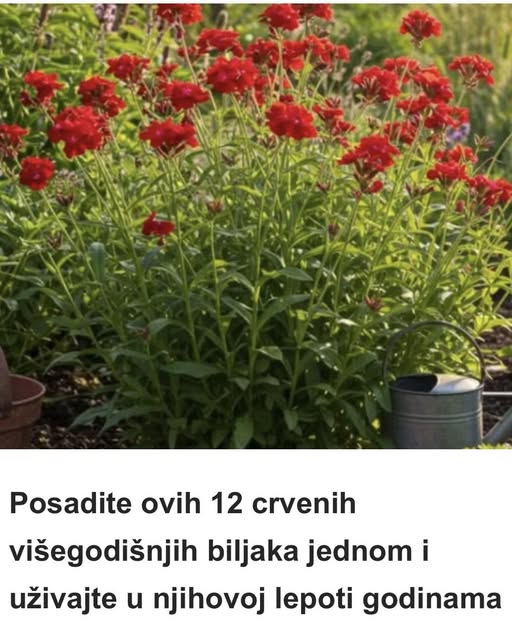 Posadite ovih 12 crvenih višegodišnjih biljaka jednom i uživajte u njihovoj lepoti godinama - featured image