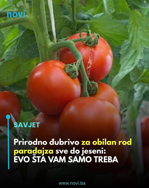 Prirodno đubrivo za obilan rod paradajza sve do jeseni: EVO ŠTA VAM SAMO TREBA - featured image