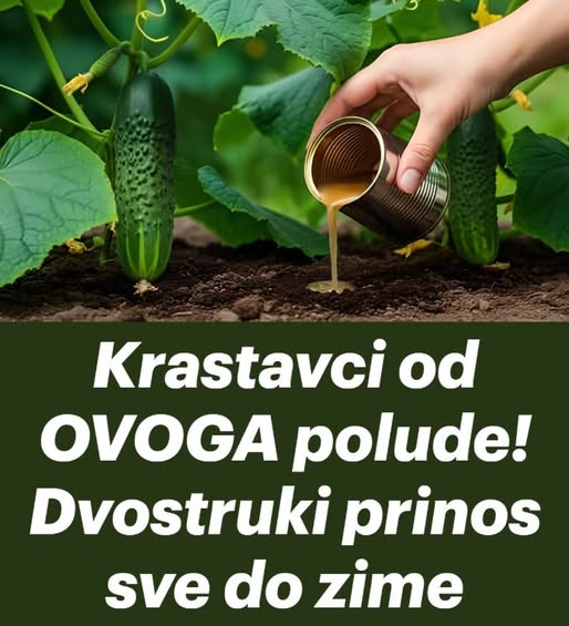 Krastavci od OVOGA polude! Dvostruki prinos sve do zime - featured image