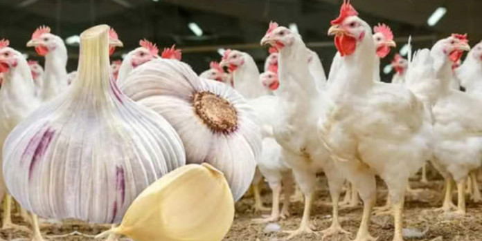 Dajte svojim kokoškama BIJELI LUK: Povećava proizvodnju JAJA i ubrzava razvoj pilića! - featured image