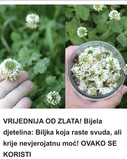 VRIJEDNIJA OD ZLATA! Bijela djetelina: Biljka koja raste svuda, ali krije nevjerojatnu moć! OVAKO SE KORISTI - featured image