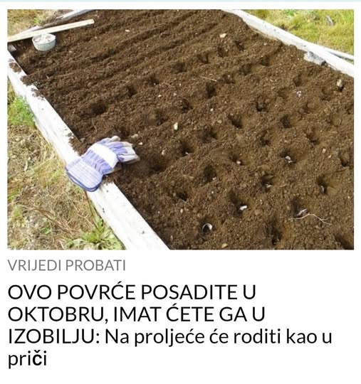 OVO POVRĆE POSADITE U OKTOBRU, IMAT ĆETE GA U IZOBILJU: Na proljeće će roditi kao u priči - featured image