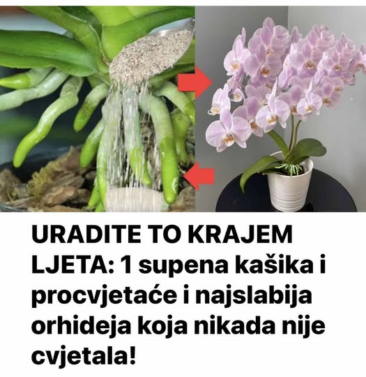 URADITE OVO KRAJEM LJETA I NAJSLABIJA ORHIDEJA ĆE PROCVJETATI… - featured image