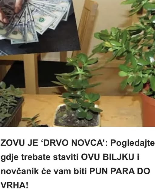 ZOVU JE ‘DRVO NOVCA’: Pogledajte gdje trebate staviti OVU BILJKU i novčanik će vam biti PUN PARA DO VRHA! - featured image