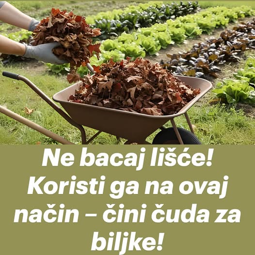Ne bacaj lišće! Koristi ga na ovaj način – čini čuda za biljke! - featured image