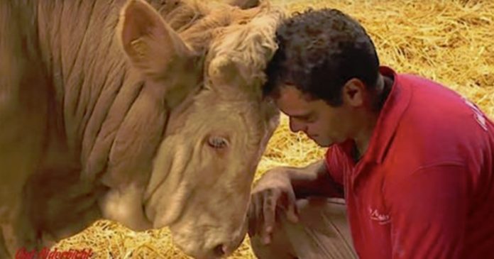 Ovaj bik je cijeli svoj život u lancima. Njegova reakcija na oslobođenje je više nego dirljiva (VIDEO) - featured image