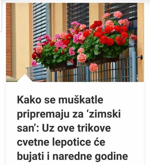 Kako Se Muškatle Pripremaju Za ‘Zimski San’: Uz Ove Trikove Cvetne Lepotice Će Bujati I Naredne Godine - featured image