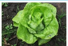 ŠTA SE DEŠAVA U ORGANIZMU AKO ČESTO JEDETE ZELENU SALATU: Poslije OVOG ćete dobro razmisliti ŠTA SE DEŠAVA U ORGANIZMU AKO ČESTO JEDETE ZELENU SALATU: Poslije OVOG ćete dobro razmisliti - featured image