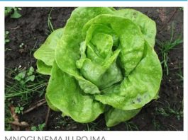 ŠTA SE DEŠAVA U ORGANIZMU AKO ČESTO JEDETE ZELENU SALATU: Poslije OVOG ćete dobro razmisliti ŠTA SE DEŠAVA U ORGANIZMU AKO ČESTO JEDETE ZELENU SALATU: Poslije OVOG ćete dobro razmisliti - featured image