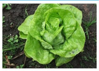 ŠTA SE DEŠAVA U ORGANIZMU AKO ČESTO JEDETE ZELENU SALATU: Poslije OVOG ćete dobro razmisliti ŠTA SE DEŠAVA U ORGANIZMU AKO ČESTO JEDETE ZELENU SALATU: Poslije OVOG ćete dobro razmisliti - featured image