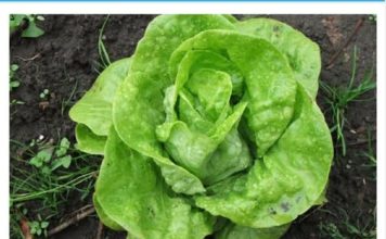 ŠTA SE DEŠAVA U ORGANIZMU AKO ČESTO JEDETE ZELENU SALATU: Poslije OVOG ćete dobro razmisliti ŠTA SE DEŠAVA U ORGANIZMU AKO ČESTO JEDETE ZELENU SALATU: Poslije OVOG ćete dobro razmisliti - featured image