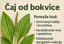 Bokvica – Moćna ljekovita biljka koju možete pronaći svuda Bokvica – Moćna ljekovita biljka koju možete pronaći svuda - featured image
