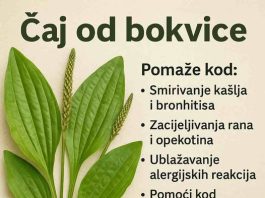 Bokvica – Moćna ljekovita biljka koju možete pronaći svuda Bokvica – Moćna ljekovita biljka koju možete pronaći svuda - featured image