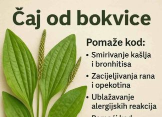 Bokvica – Moćna ljekovita biljka koju možete pronaći svuda Bokvica – Moćna ljekovita biljka koju možete pronaći svuda - featured image