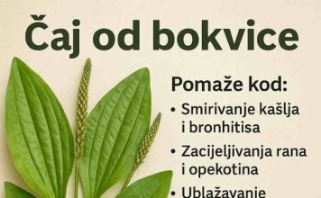 Bokvica – Moćna ljekovita biljka koju možete pronaći svuda Bokvica – Moćna ljekovita biljka koju možete pronaći svuda - featured image