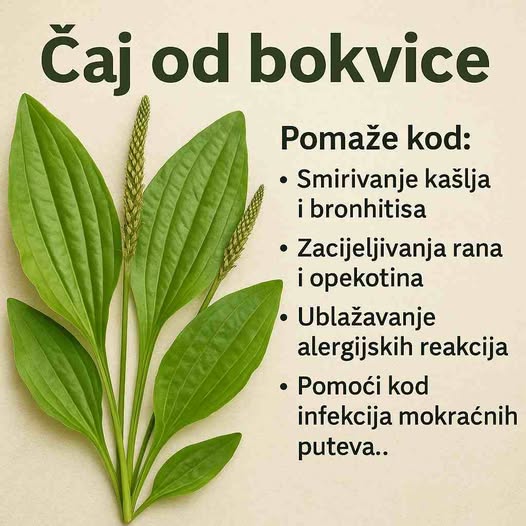 Bokvica – Moćna ljekovita biljka koju možete pronaći svuda - featured image Bokvica – Moćna ljekovita biljka koju možete pronaći svuda - featured image