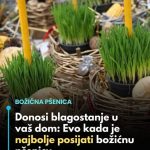 Donosi blagostanje u vaš dom: Evo kada je najbolje posijati božićnu pšenicu Donosi blagostanje u vaš dom: Evo kada je najbolje posijati božićnu pšenicu - featured image