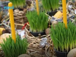 Donosi blagostanje u vaš dom: Evo kada je najbolje posijati božićnu pšenicu Donosi blagostanje u vaš dom: Evo kada je najbolje posijati božićnu pšenicu - featured image