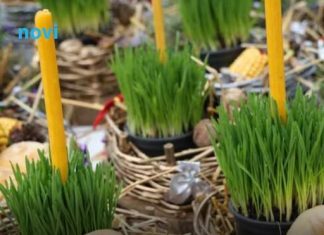 Donosi blagostanje u vaš dom: Evo kada je najbolje posijati božićnu pšenicu Donosi blagostanje u vaš dom: Evo kada je najbolje posijati božićnu pšenicu - featured image