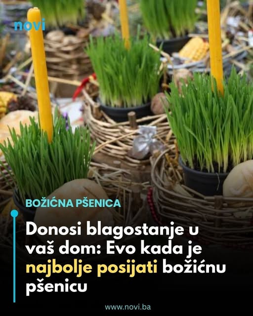 Donosi blagostanje u vaš dom: Evo kada je najbolje posijati božićnu pšenicu - featured image Donosi blagostanje u vaš dom: Evo kada je najbolje posijati božićnu pšenicu - featured image