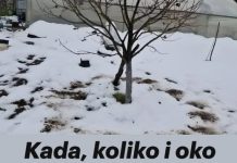 Kada, koliko i oko kojih voćnih vrsta, a kojih ne, razbacivati drveni pepeo Kada, koliko i oko kojih voćnih vrsta, a kojih ne, razbacivati drveni pepeo - featured image