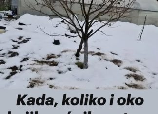 Kada, koliko i oko kojih voćnih vrsta, a kojih ne, razbacivati drveni pepeo Kada, koliko i oko kojih voćnih vrsta, a kojih ne, razbacivati drveni pepeo - featured image