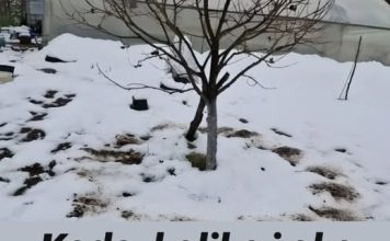 Kada, koliko i oko kojih voćnih vrsta, a kojih ne, razbacivati drveni pepeo Kada, koliko i oko kojih voćnih vrsta, a kojih ne, razbacivati drveni pepeo - featured image