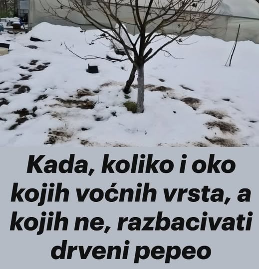 Kada, koliko i oko kojih voćnih vrsta, a kojih ne, razbacivati drveni pepeo - featured image Kada, koliko i oko kojih voćnih vrsta, a kojih ne, razbacivati drveni pepeo - featured image