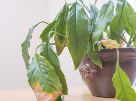 Zašto listovi spatifiluma žute: Da bi ova biljka bila zdrava, sjajna i bujna, ključno je da joj obezbedite dovoljno indirektne svetlosti Zašto listovi spatifiluma žute: Da bi ova biljka bila zdrava, sjajna i bujna, ključno je da joj obezbedite dovoljno indirektne svetlosti - featured image