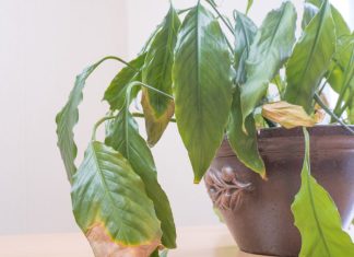 Zašto listovi spatifiluma žute: Da bi ova biljka bila zdrava, sjajna i bujna, ključno je da joj obezbedite dovoljno indirektne svetlosti Zašto listovi spatifiluma žute: Da bi ova biljka bila zdrava, sjajna i bujna, ključno je da joj obezbedite dovoljno indirektne svetlosti - featured image