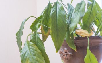 Zašto listovi spatifiluma žute: Da bi ova biljka bila zdrava, sjajna i bujna, ključno je da joj obezbedite dovoljno indirektne svetlosti Zašto listovi spatifiluma žute: Da bi ova biljka bila zdrava, sjajna i bujna, ključno je da joj obezbedite dovoljno indirektne svetlosti - featured image