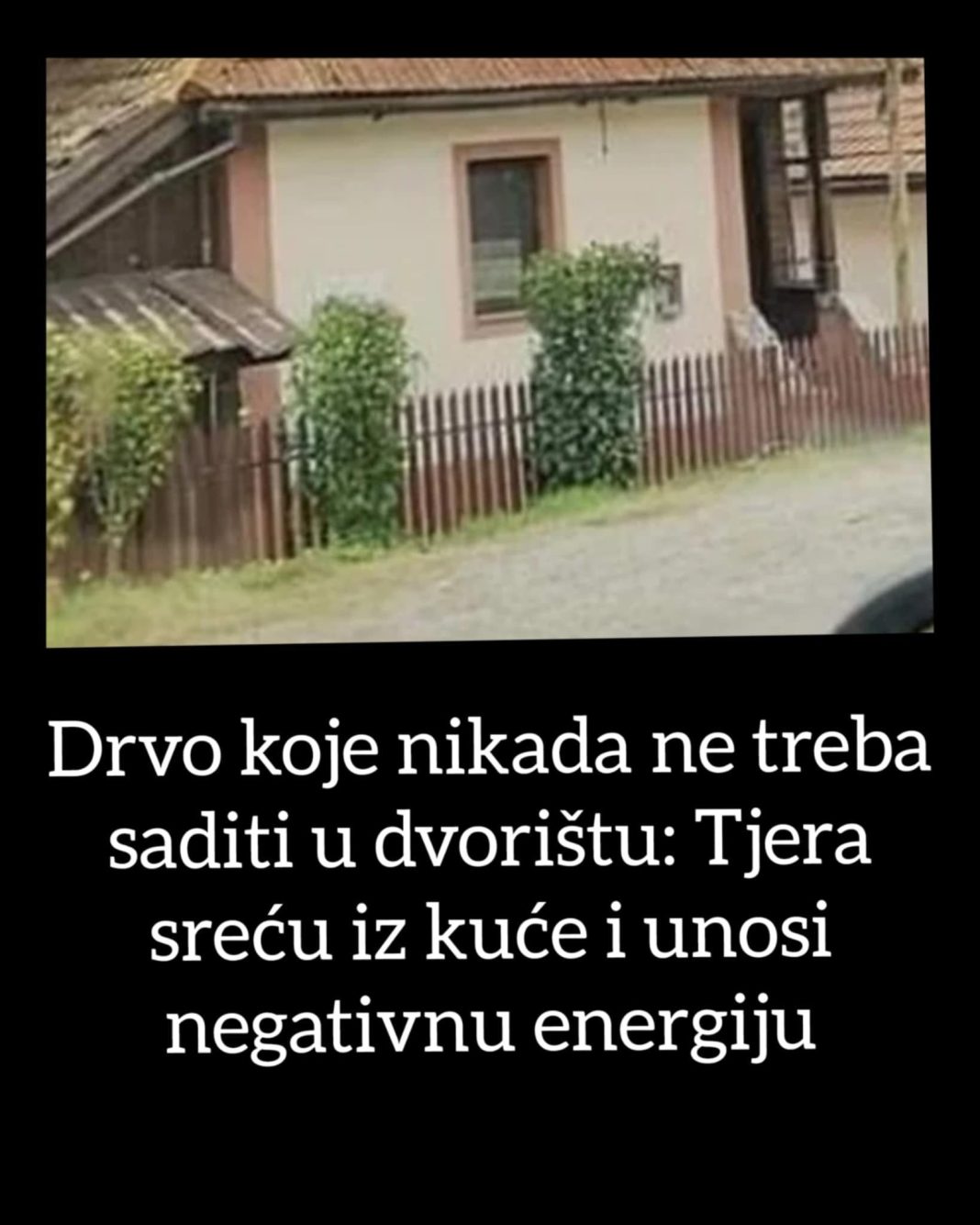 Drvo koje nikada ne treba saditi u dvorištu: Tjera sreću iz kuće i unosi negativnu energiju - featured image