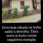 Drvo koje nikada ne treba saditi u dvorištu: Tjera sreću iz kuće i unosi negativnu energiju Drvo koje nikada ne treba saditi u dvorištu: Tjera sreću iz kuće i unosi negativnu energiju - featured image