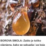 BOROVA SMOLA: Zašto je TOLIKO cijenjena, KAKO se sakuplja i za koja LEKOVITA svojstva je KORISNA… BOROVA SMOLA: Zašto je TOLIKO cijenjena, KAKO se sakuplja i za koja LEKOVITA svojstva je KORISNA… - featured image
