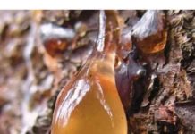 BOROVA SMOLA: Zašto je TOLIKO cijenjena, KAKO se sakuplja i za koja LEKOVITA svojstva je KORISNA… BOROVA SMOLA: Zašto je TOLIKO cijenjena, KAKO se sakuplja i za koja LEKOVITA svojstva je KORISNA… - featured image