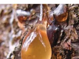 BOROVA SMOLA: Zašto je TOLIKO cijenjena, KAKO se sakuplja i za koja LEKOVITA svojstva je KORISNA… BOROVA SMOLA: Zašto je TOLIKO cijenjena, KAKO se sakuplja i za koja LEKOVITA svojstva je KORISNA… - featured image