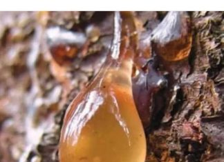 BOROVA SMOLA: Zašto je TOLIKO cijenjena, KAKO se sakuplja i za koja LEKOVITA svojstva je KORISNA… BOROVA SMOLA: Zašto je TOLIKO cijenjena, KAKO se sakuplja i za koja LEKOVITA svojstva je KORISNA… - featured image