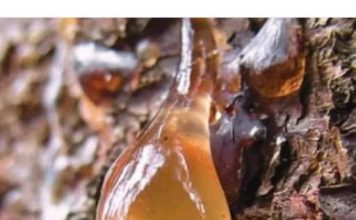 BOROVA SMOLA: Zašto je TOLIKO cijenjena, KAKO se sakuplja i za koja LEKOVITA svojstva je KORISNA… BOROVA SMOLA: Zašto je TOLIKO cijenjena, KAKO se sakuplja i za koja LEKOVITA svojstva je KORISNA… - featured image