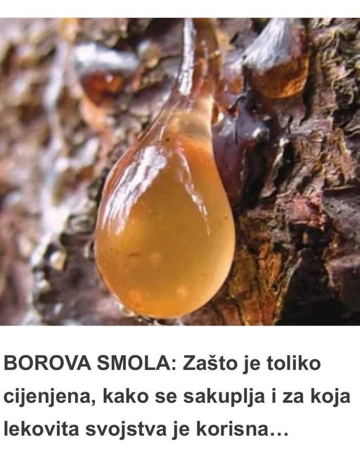 BOROVA SMOLA: Zašto je TOLIKO cijenjena, KAKO se sakuplja i za koja LEKOVITA svojstva je KORISNA… - featured image