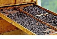 Osteoporoza: Suhe šljive mogu pomoći u očuvanju koštane mase, u borbi protiv upale Osteoporoza: Suhe šljive mogu pomoći u očuvanju koštane mase, u borbi protiv upale - featured image