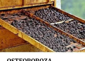 Osteoporoza: Suhe šljive mogu pomoći u očuvanju koštane mase, u borbi protiv upale Osteoporoza: Suhe šljive mogu pomoći u očuvanju koštane mase, u borbi protiv upale - featured image