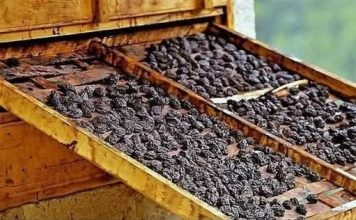 Osteoporoza: Suhe šljive mogu pomoći u očuvanju koštane mase, u borbi protiv upale Osteoporoza: Suhe šljive mogu pomoći u očuvanju koštane mase, u borbi protiv upale - featured image