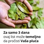 Ovaj list je u stanju da temeljno očisti pluća za samo 3 dana! Ovaj list je u stanju da temeljno očisti pluća za samo 3 dana! - featured image
