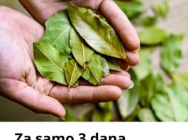 Ovaj list je u stanju da temeljno očisti pluća za samo 3 dana! Ovaj list je u stanju da temeljno očisti pluća za samo 3 dana! - featured image