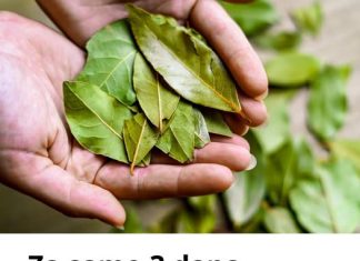 Ovaj list je u stanju da temeljno očisti pluća za samo 3 dana! Ovaj list je u stanju da temeljno očisti pluća za samo 3 dana! - featured image