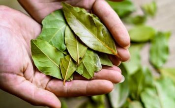 Ovaj list je u stanju da temeljno očisti pluća za samo 3 dana! Ovaj list je u stanju da temeljno očisti pluća za samo 3 dana! - featured image